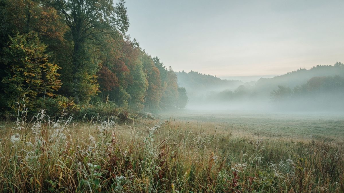 Weiter herbstlicher Waldrand im Nebel — Hub Erkältung und Grippe